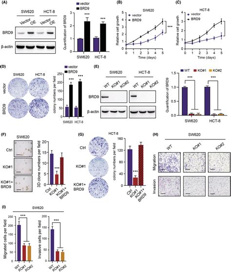 Brd Functionally Promotes Cell Proliferation And Migration Of Colon