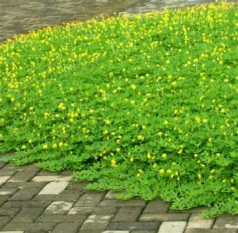 Arachis Pintoi Tanaman Pintoi Rumput Kacang Kuning Paket 10 Polibek