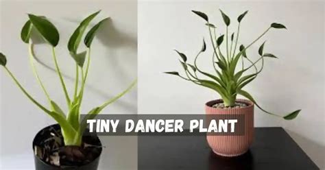 How To Grow Tiny Dancer Plant :Planting , Caring , History,& Benefits