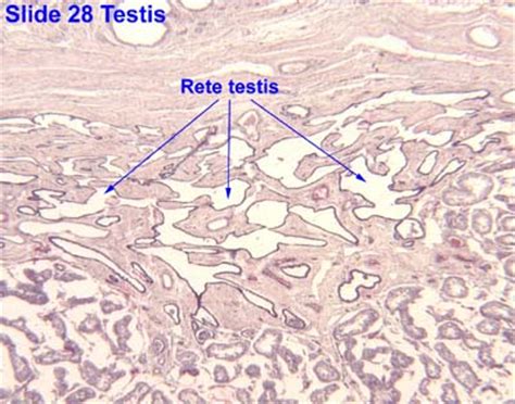 Rete Testis Histology