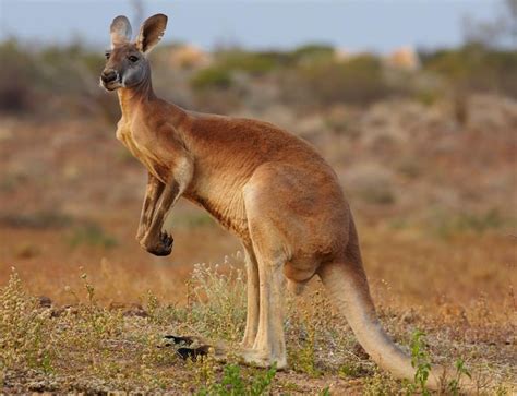 Zoologger Meet The Only Animal With Five Legs New Scientist