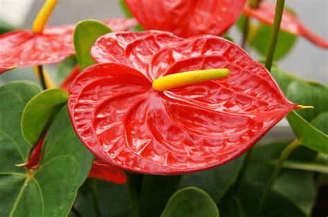 Anthurium Caratteristiche Coltivazione E Consigli Per Curare Questa