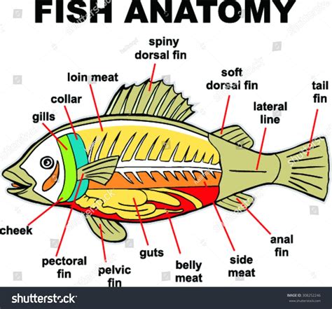 Fish Anatomy Vector Illustration Stock Vector (Royalty Free) 308252246 ...