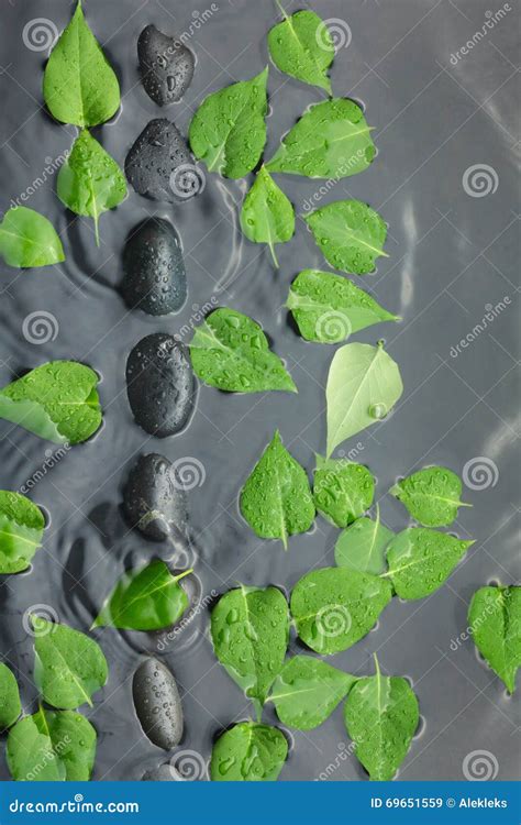 Folhas Do Verde Pedras Dos Termas Imagem De Stock Imagem De