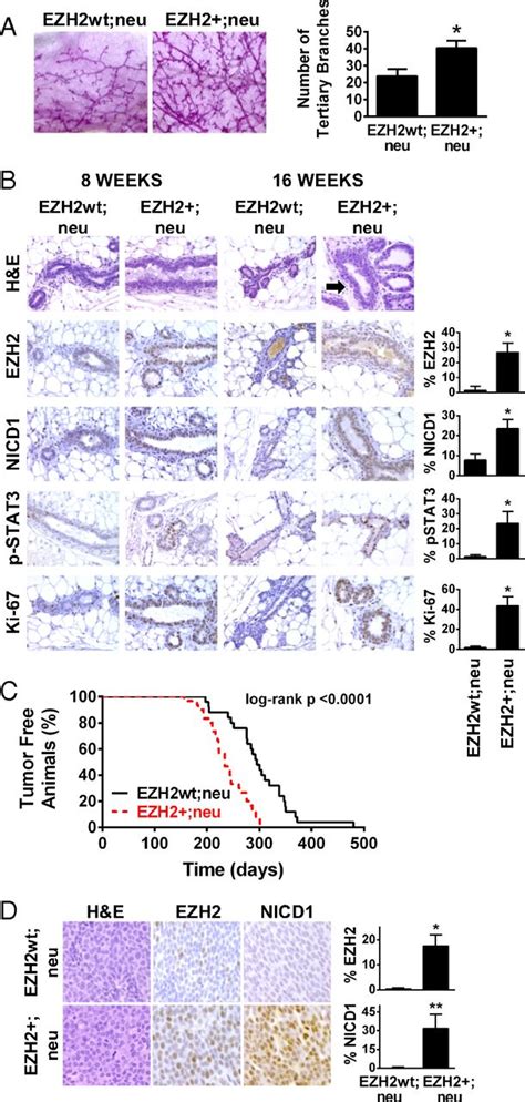 EZH2 Expands Breast Stem Cells Through Activation Of NOTCH1 Signaling