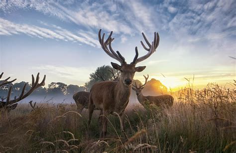 Download Sunset Field Animal Deer Hd Wallpaper