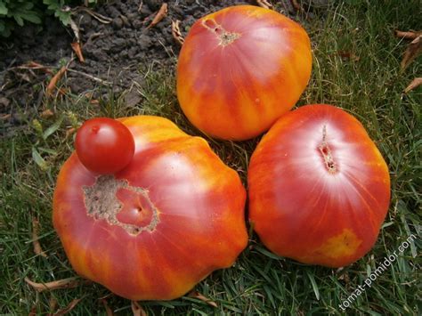 Томаты-биколоры | Дачная Коллекция