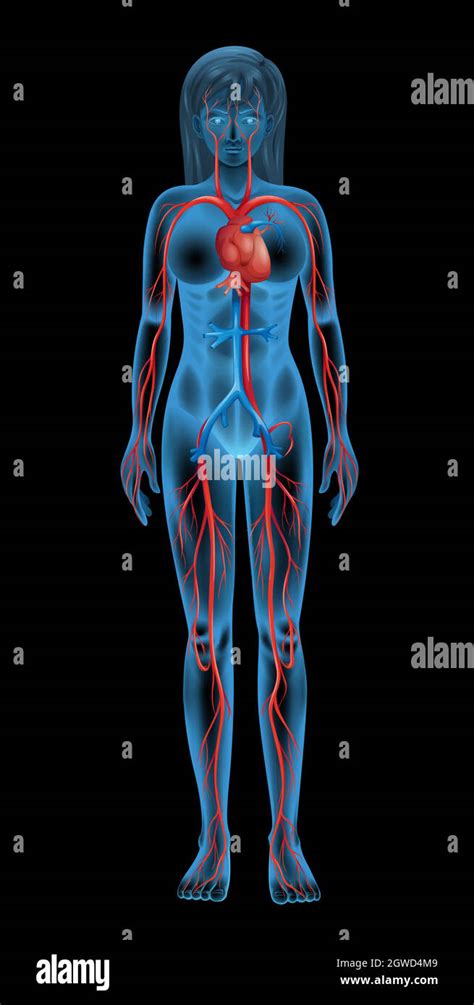 Human Circulatory System Hi Res Stock Photography And Images Alamy