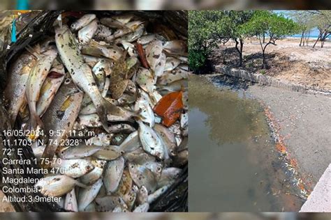 Preocupaci N En Santa Marta Por Nueva Mortandad De Peces