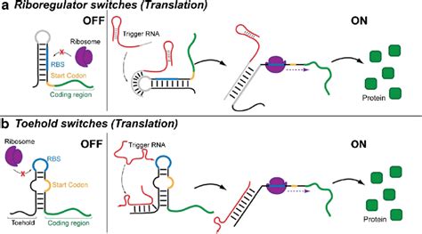 Synthetic Rna Based Regulators Of Gene Expression A Riboregulators Are