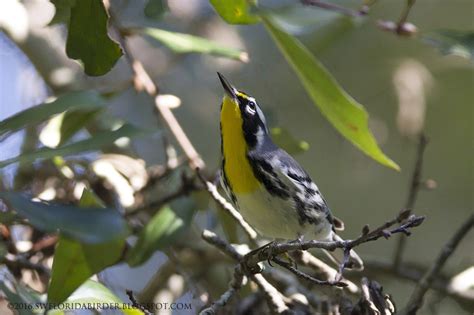 Feature: Sawgrass Lake Park Pt. II | Focusing on Wildlife