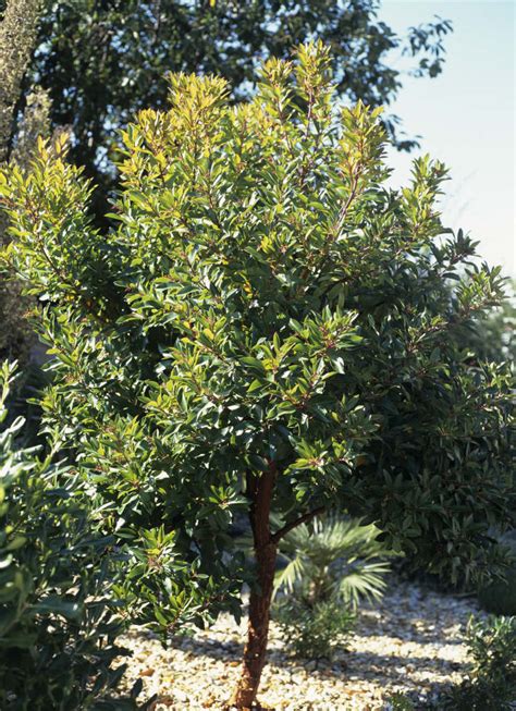 Arbutus Andrachnoides Hybrid Strawberry Tree Trees RHS