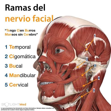 Ramas del Nervio Facial Fuente:SpotlightMed Facebook | Nervio facial ...