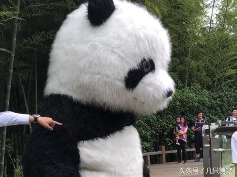 一隻超大的熊貓娃娃出現在動物園，嚇得熊貓竹子都不吃了調頭就跑 每日頭條