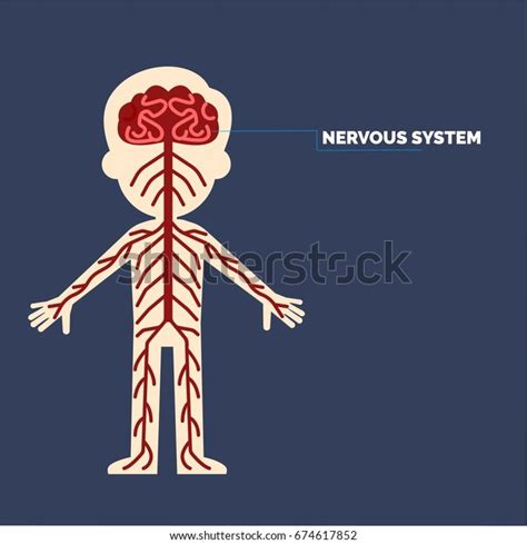 Nervous System Clipart