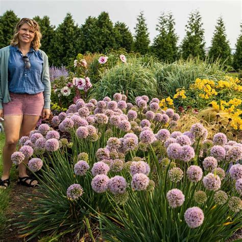 Allium Bubble Bath Ornamental Onion Sugar Creek Gardens