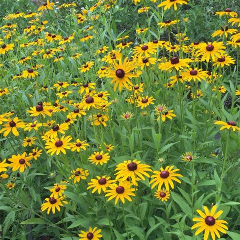 Rudbeckia Hirta Black Eyed Susan