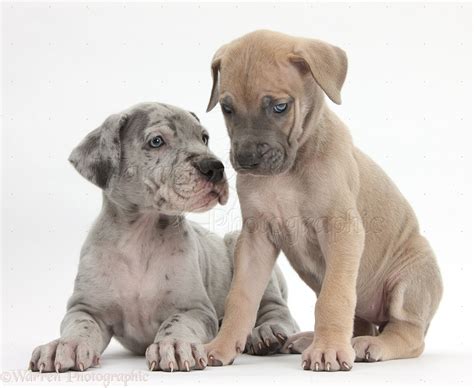 Dogs: Two Great Dane puppies photo WP40588