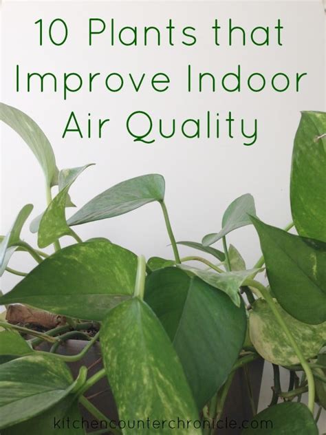 How Do Plants Improve Indoor Air Quality At Juan Butler Blog