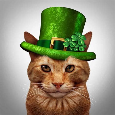 Irish Cat Names - 65+ Great Irish Names for Your New Cat