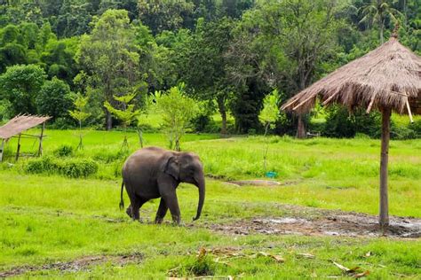 Chiang Mai Excurs O Ao Santu Rio Tico De Elefantes Getyourguide