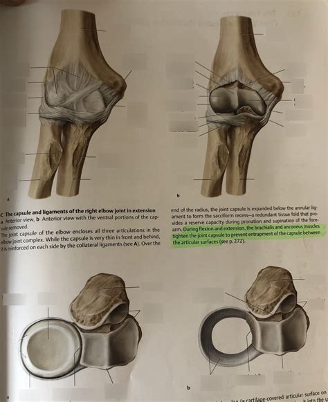 The Capsule And Ligaments Of The Right Elbow Joint In Extension And