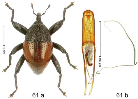 Trigonopterus Phoenix Riedel Sp N Holotype A Habitus B