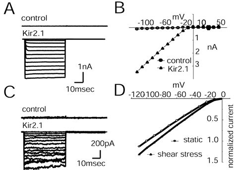 Shear Stress Regulates The Endothelial Kir2 1 Ion Channel PNAS