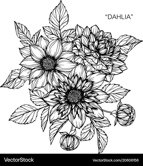 Dahlia flower drawing Royalty Free Vector Image