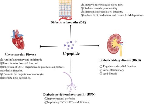 Frontiers The Role Of C Peptide In Diabetes And Its Complications An