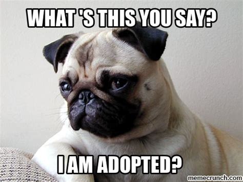 Funny Pug Meme Pugs Funny Cute Pugs Pug Memes