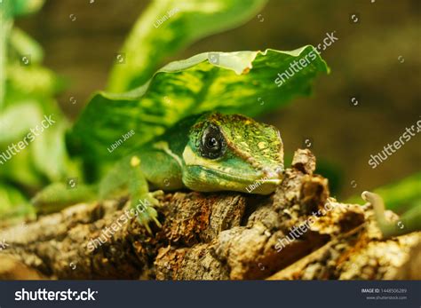 5 Polychrotidae Family Images, Stock Photos & Vectors | Shutterstock