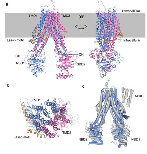 Overall Structure Of Apo Form Abcc A Cartoon Representation Of The