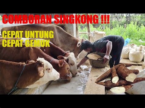 INI DIA PROSES MENGGEMUKAN SAPI DENGAN COMBORAN SINGKONG YouTube