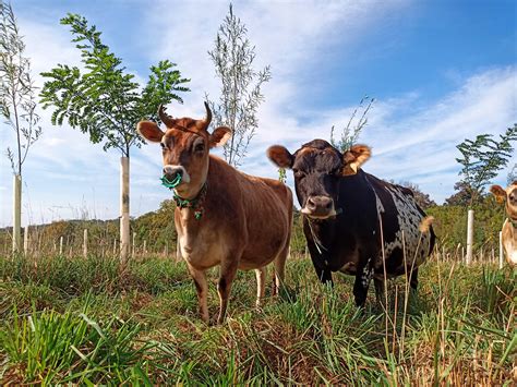 Trees For Graziers