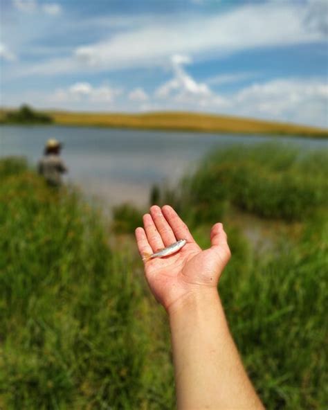 Premium Photo Cropped Hand Of Person Holding Fish