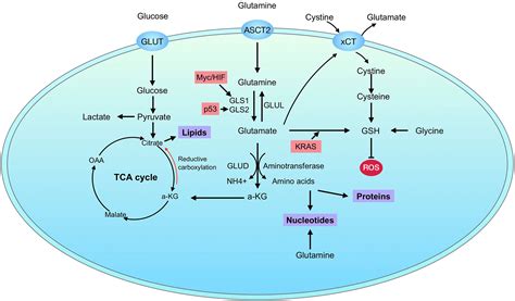 Frontiers Targeting Glutaminolysis New Perspectives To Understand