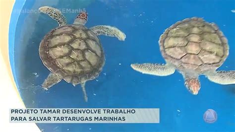 Projeto Tamar Desenvolve Projeto Para Salvar Tartarugas Marinhas