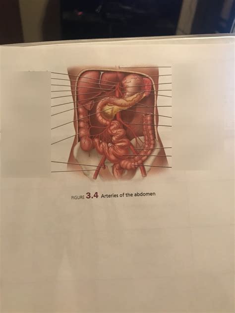 Arterial System Diagram Quizlet