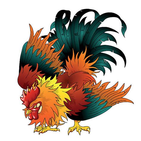 Best Angry Rooster Illustrations, Royalty-Free Vector Graphics & Clip ...