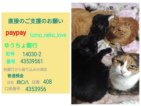 とも 保護猫33匹 On Twitter 飼い主様永眠で保護猫が33匹となりました。図々しく申し訳ございません。物資支援のお願いをよろしく