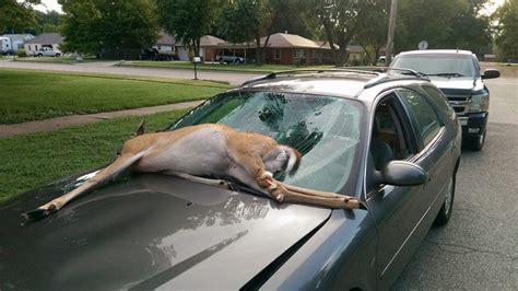 Driver Hits Deer Drives With It On Car Hood For Miles