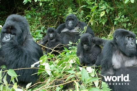 Gorillas Golden Monkeys World Journeys Australia