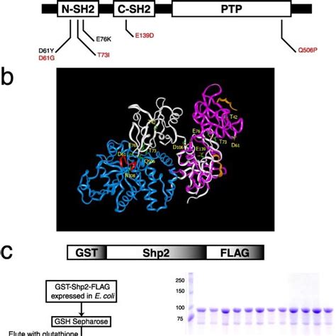 Locations Of Shp Mutations And Generation Of Recombinant Proteins A