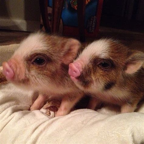 Charming Mini Pigs Mini Teacup Pigs For Sale Micro Mini Pigs For