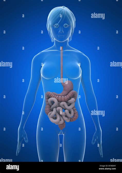 Transparent Digestive System Hi Res Stock Photography And Images Alamy