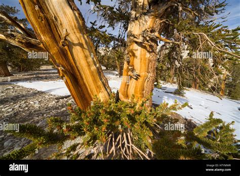 Great Basin Bristlecone Pine Pinus Longaeva Inyo National Forest