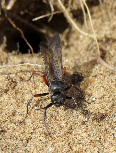 Episyron Rufipes Female Holme Dunes Norfolk C Flickr