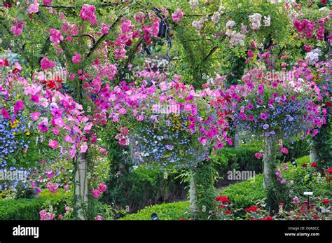 Hanging Planters Of Flowers Hi Res Stock Photography And Images Alamy