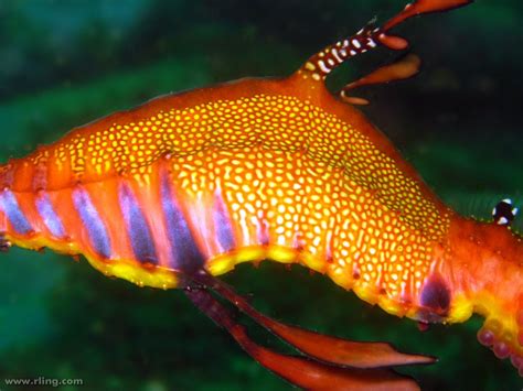 Real Monstrosities: Weedy Seadragon